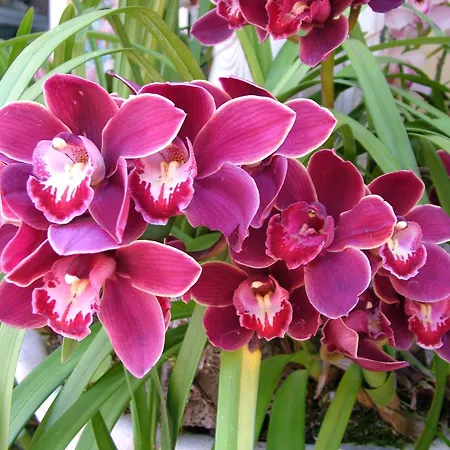 Giardino Delle Ninfe E La Fenice Ischia